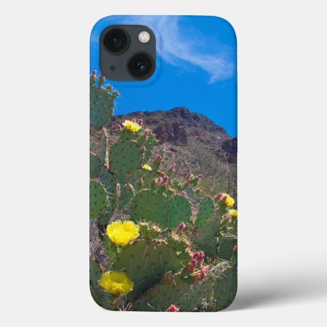 USA, Arizona. Kaktus i kullarna (Baksida)