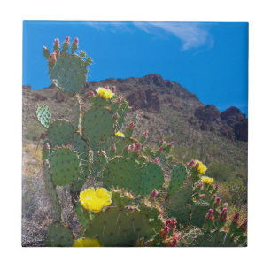 USA, Arizona. Kaktus i kullarna Kakelplatta