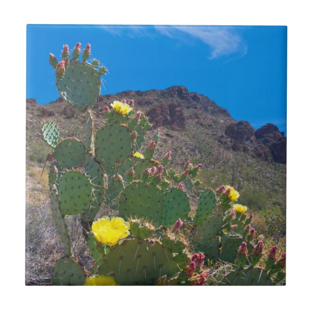 USA, Arizona. Kaktus i kullarna Kakelplatta (Framsidan)