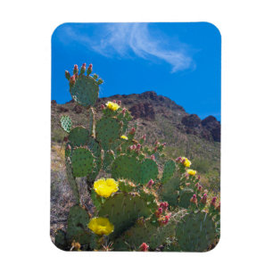 USA, Arizona. Kaktus i kullarna Magnet