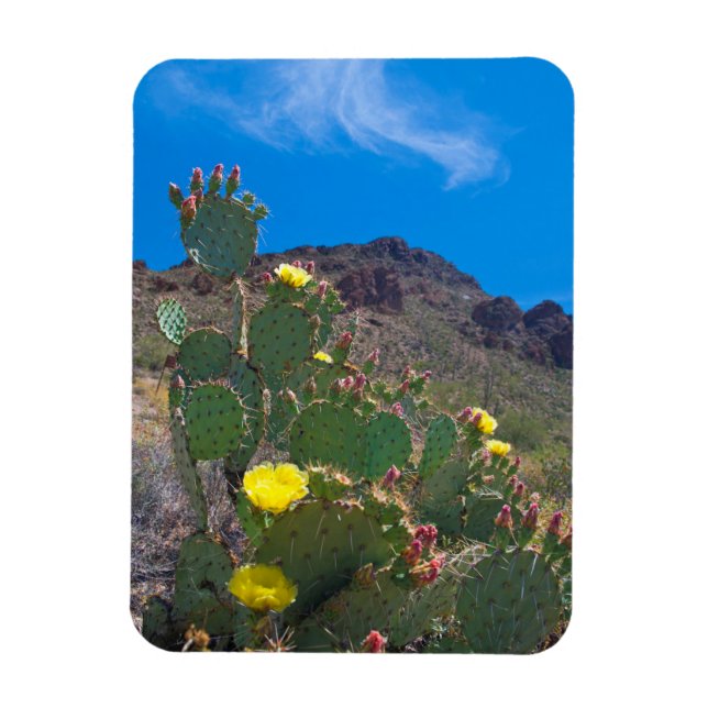 USA, Arizona. Kaktus i kullarna Magnet (Vertikal)