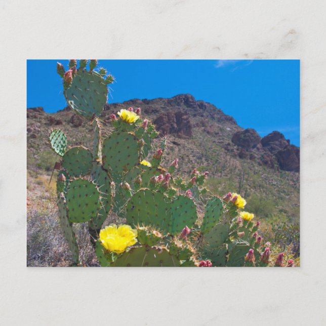 USA, Arizona. Kaktus i kullarna Vykort (Framsida)