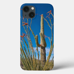 USA, Arizona. Kaktus i Saguaro nationalpark