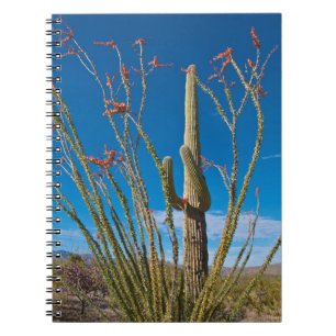 USA, Arizona. Kaktus i Saguaro nationalpark Anteckningsbok