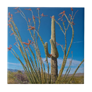 USA, Arizona. Kaktus i Saguaro nationalpark Kakelplatta