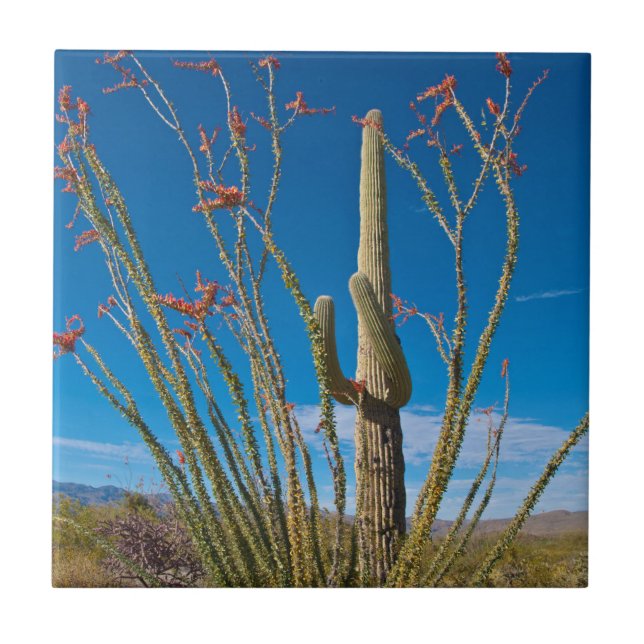 USA, Arizona. Kaktus i Saguaro nationalpark Kakelplatta (Framsidan)