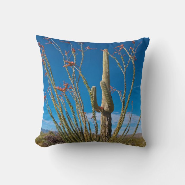 USA, Arizona. Kaktus i Saguaro nationalpark Kudde (Framsida)