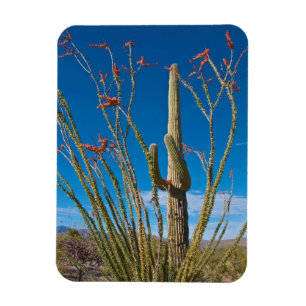 USA, Arizona. Kaktus i Saguaro nationalpark Magnet
