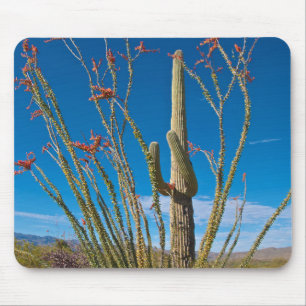 USA, Arizona. Kaktus i Saguaro nationalpark Musmatta