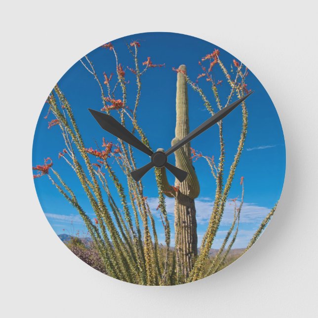 USA, Arizona. Kaktus i Saguaro nationalpark Rund Klocka (Framsida)