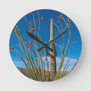 USA, Arizona. Kaktus i Saguaro nationalpark Rund Klocka
