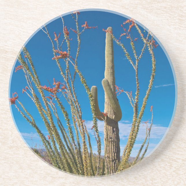 USA, Arizona. Kaktus i Saguaro nationalpark Underlägg Sandsten (Framsidan)