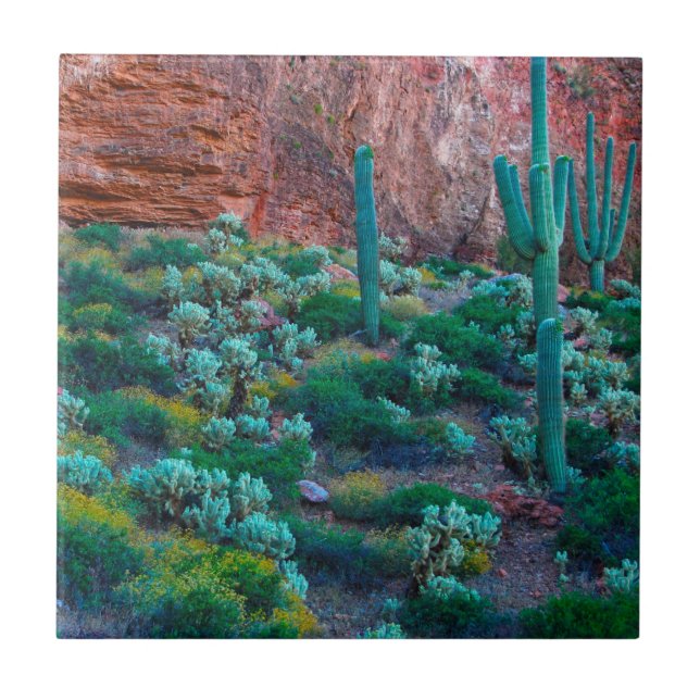 USA, Arizona. Ökenflora Kakelplatta (Framsidan)