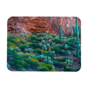 USA, Arizona. Ökenflora Magnet