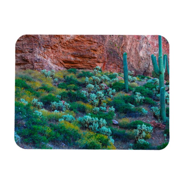 USA, Arizona. Ökenflora Magnet (Horisontell)