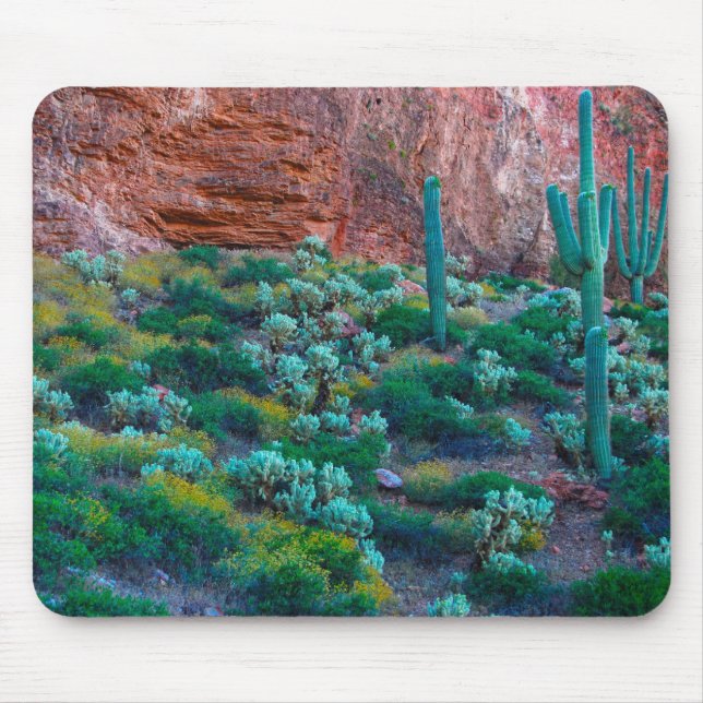 USA, Arizona. Ökenflora Musmatta (Framsidan)
