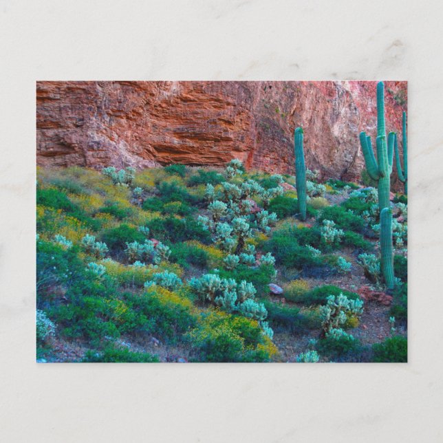 USA, Arizona. Ökenflora Vykort (Framsida)