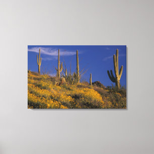 USA, Arizona, Organ Pipe Cactus National 2 Canvastryck
