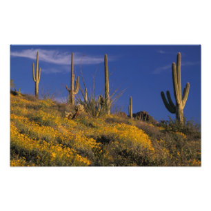 USA, Arizona, Organ Pipe Cactus National 2 Fototryck