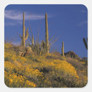 USA, Arizona, Organ Pipe Cactus National 2 Fyrkantigt Klistermärke