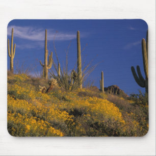 USA, Arizona, Organ Pipe Cactus National 2 Musmatta