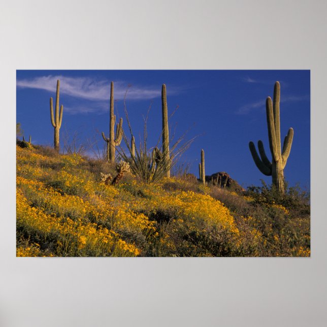 USA, Arizona, Organ Pipe Cactus National 2 Poster (Framsidan)