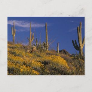 USA, Arizona, Organ Pipe Cactus National 2 Vykort