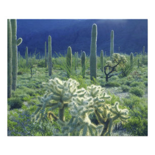USA, Arizona, Organ Pipe Cactus National Fototryck