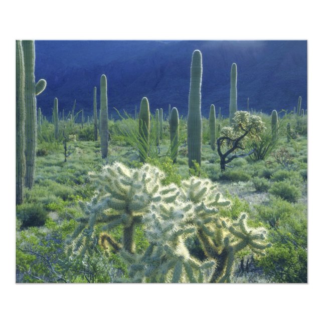 USA, Arizona, Organ Pipe Cactus National Fototryck (Framsidan)