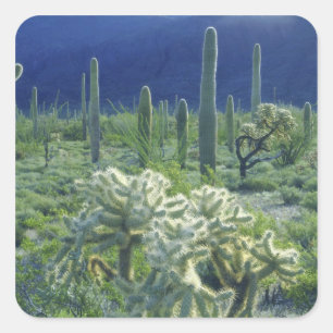USA, Arizona, Organ Pipe Cactus National Fyrkantigt Klistermärke