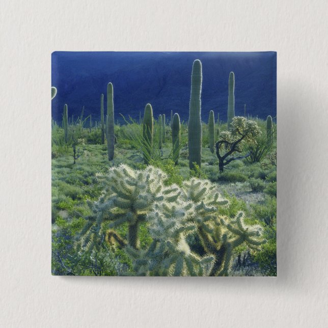USA, Arizona, Organ Pipe Cactus National Knapp (Framsida)