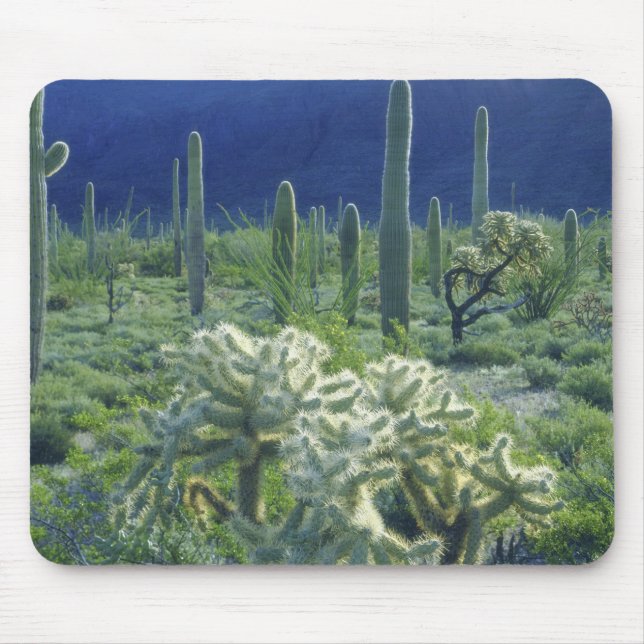 USA, Arizona, Organ Pipe Cactus National Musmatta (Framsidan)