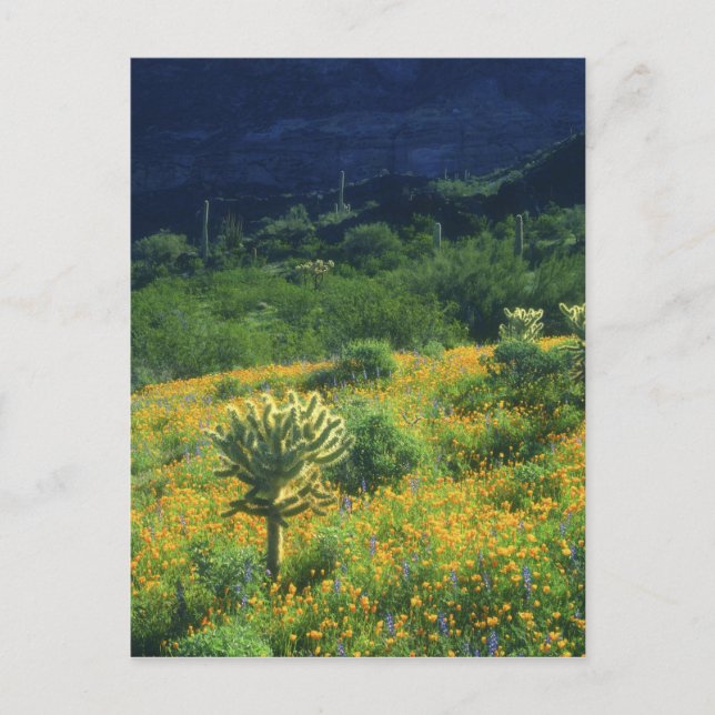 USA, Arizona, Organ Pipe Cactus National Vykort (Framsida)