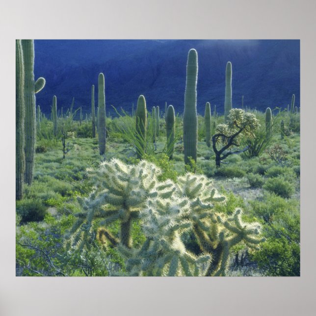 USA, Arizona, Organ Pipe Cactus Nationalmonument Poster (Framsidan)