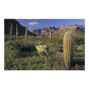 USA, Arizona, Organ Pipe National Monument. Fototryck