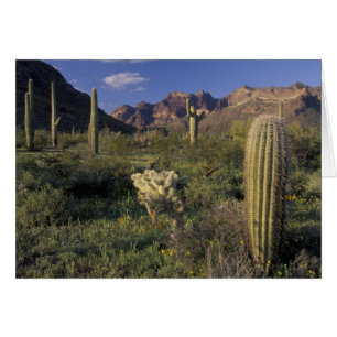 USA, Arizona, Organ Pipe National Monument. Hälsningskort