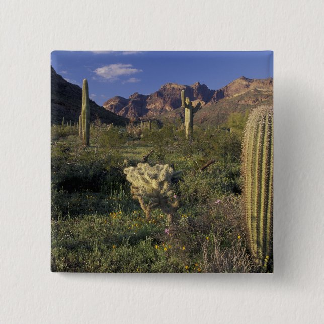 USA, Arizona, Organ Pipe National Monument. Knapp (Framsida)