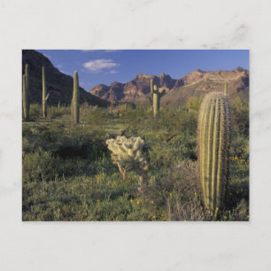 USA, Arizona, Organ Pipe National Monument. Vykort
