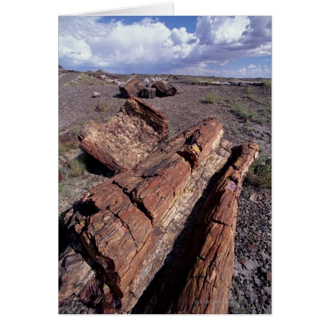 USA, Arizona, Petrified Forest National Park, 2 Hälsningskort (Framsidan)