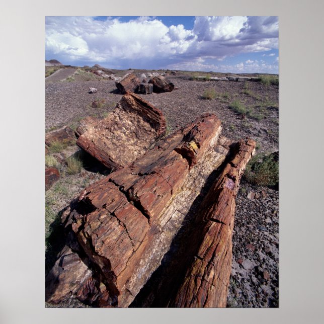 USA, Arizona, Petrified Forest National Park, 2 Poster (Framsidan)