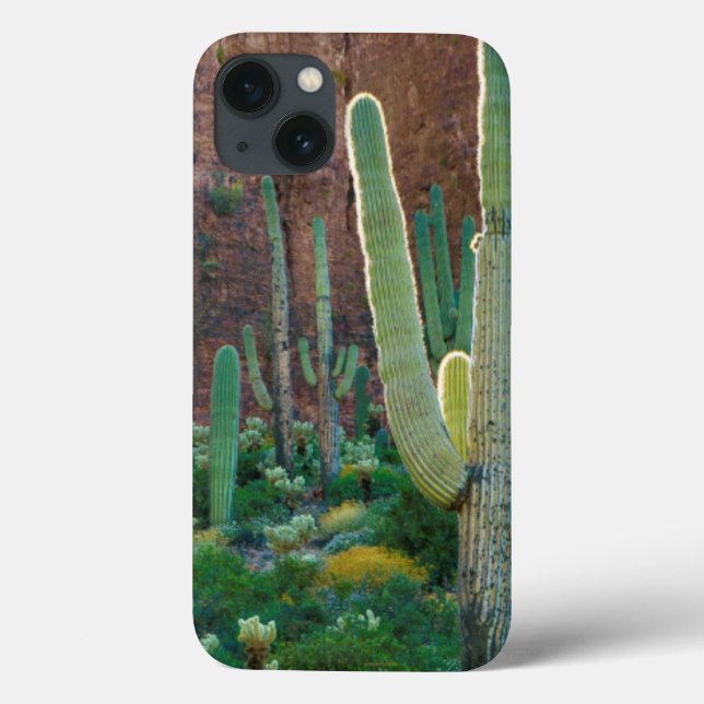USA, Arizona. Saguaro Cactus Fält av en Cliff (Baksida)