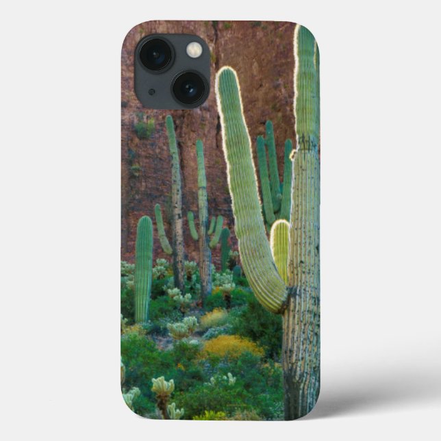 USA, Arizona. Saguaro Cactus Fält av en Cliff (Baksida)