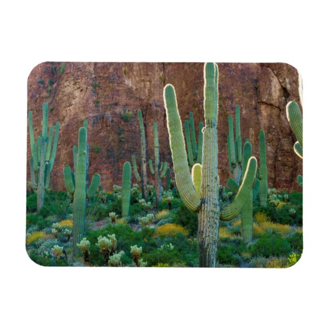 USA, Arizona. Saguaro Cactus Fält av en Cliff Magnet (Horisontell)