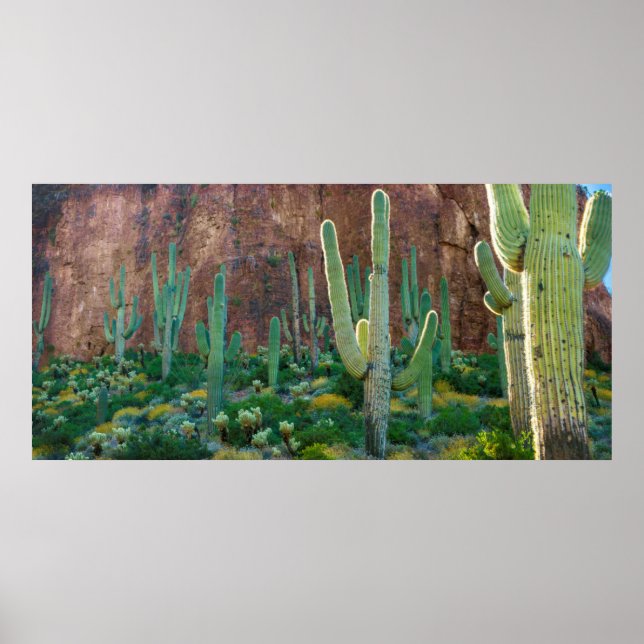 USA, Arizona. Saguaro Cactus Fält av en Cliff Poster (Framsidan)
