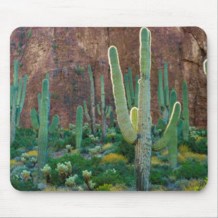 USA, Arizona. Saguaro-kaktusfält vid en klippa Musmatta