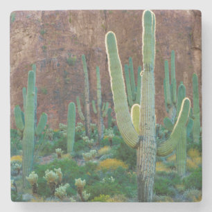 USA, Arizona. Saguaro-kaktusfält vid en klippa Underlägg Sten