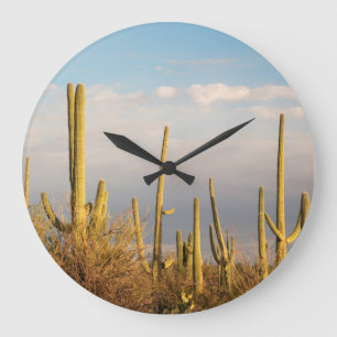 USA, Arizona, Saguaro National Park, Saguaro Stor Klocka