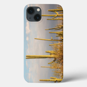 USA, Arizona, Saguaro nationalpark, Saguaro