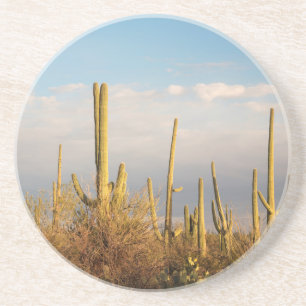 USA, Arizona, Saguaro nationalpark, Saguaro Underlägg Sandsten