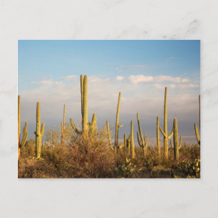 USA, Arizona, Saguaro nationalpark, Saguaro Vykort
